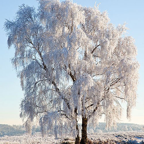 Winter servetten