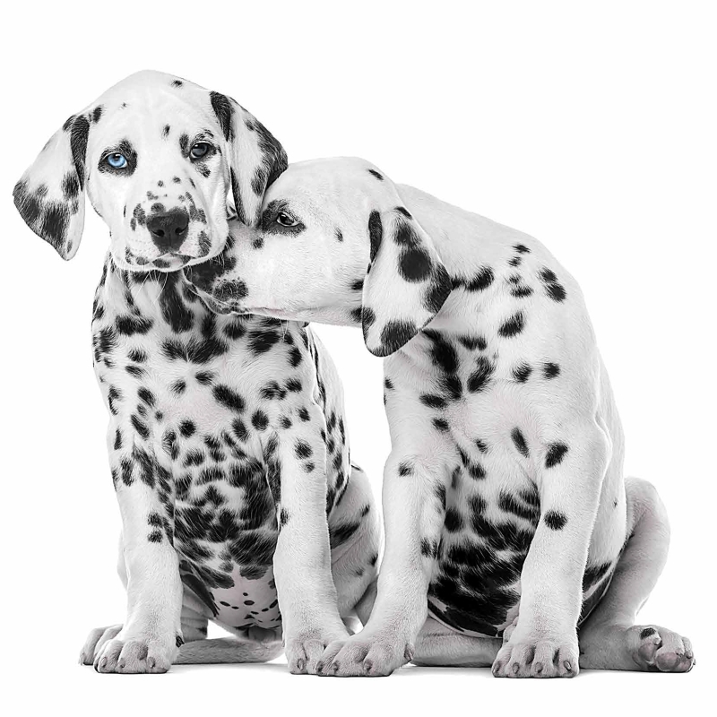 P+D - Lunch servetten - Dalmatians