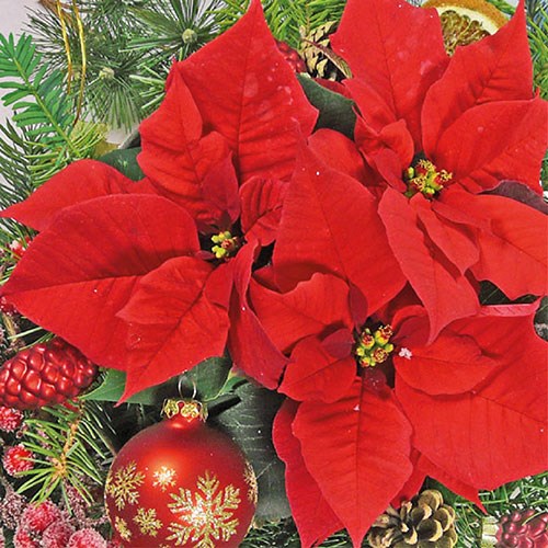 Ambiente Lunch Servetten - Red Poinsettia