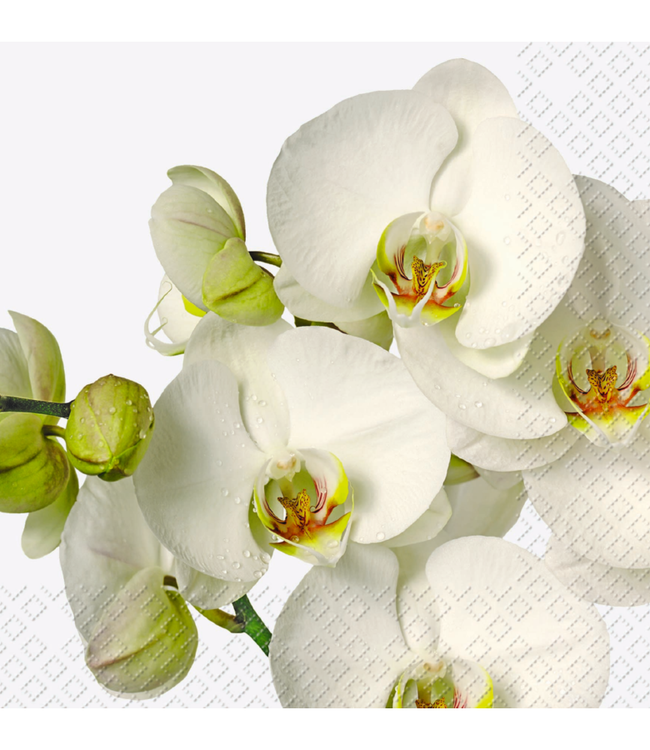 Stewo - Lunch servetten - Timotea Stewo - Lunch servetten - Timotea