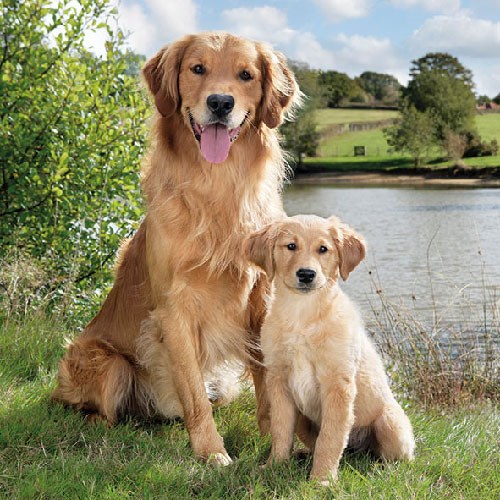 Ambiente Lunch Servetten - Golden Retriever