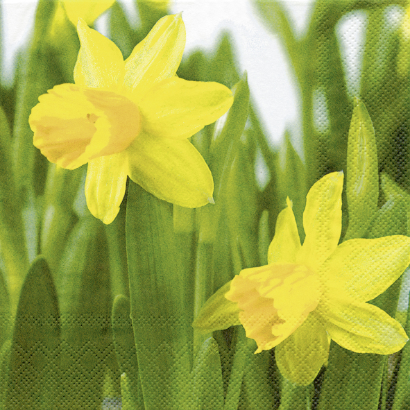 IHR - Lunch servetten - Daffodil