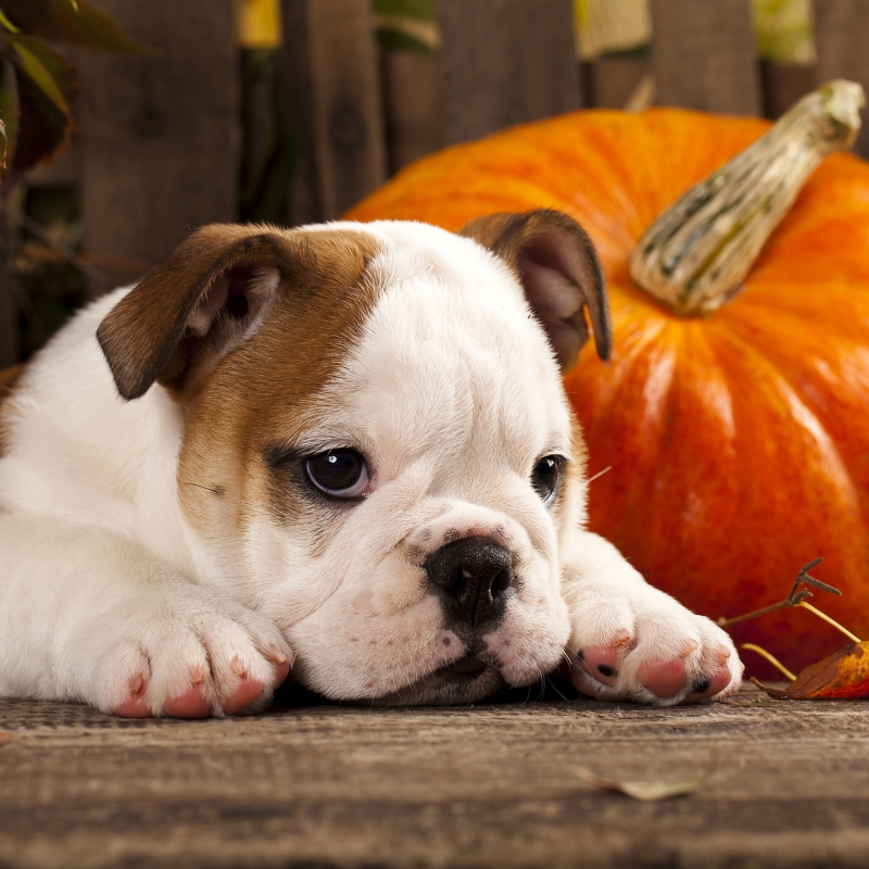 P+D - Lunch servetten - Autumn Dog