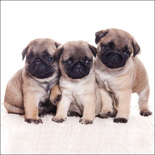 Ambiente Lunch Servetten - Pug Dog
