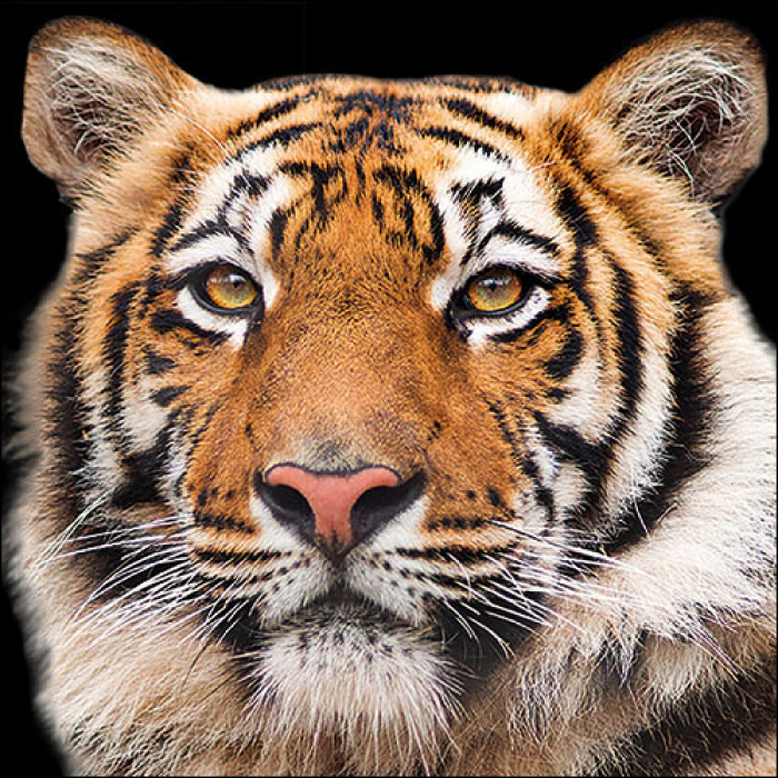 Ambiente Lunch Servetten - Bengal tiger