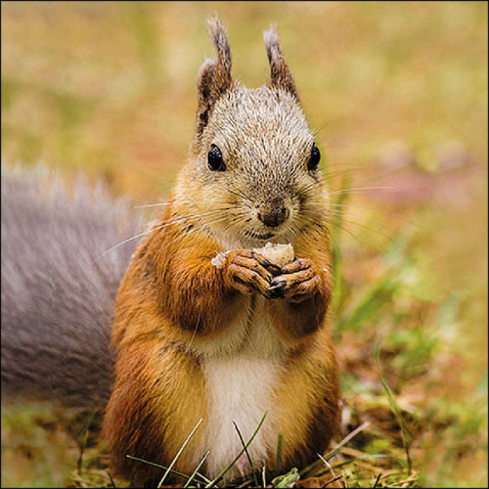 Ambiente Lunch Servetten - Squirrel