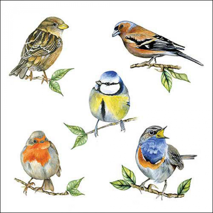 Ambiente Lunch Servetten - Bird species white