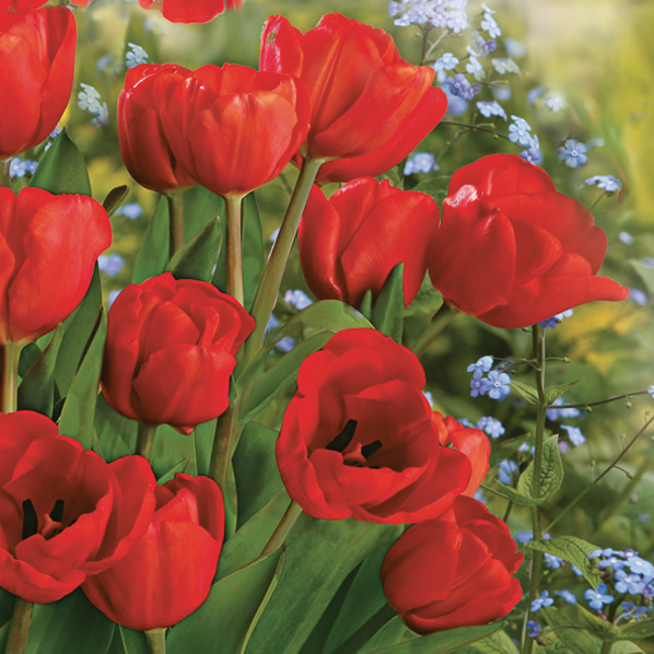 Daisy - Lunch servetten - Red tulips Daisy - Lunch servetten - Red tulips