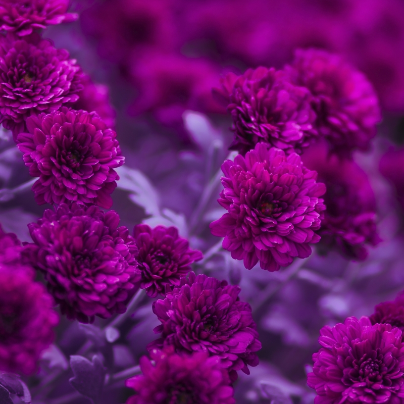 P+D - Lunch servetten - Fuchia Flowers