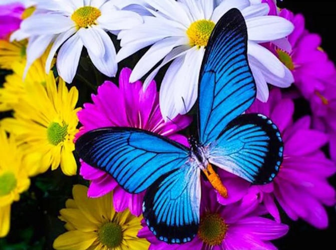 Diamond Painting - Set Butterfly - 40x30 cm - Full