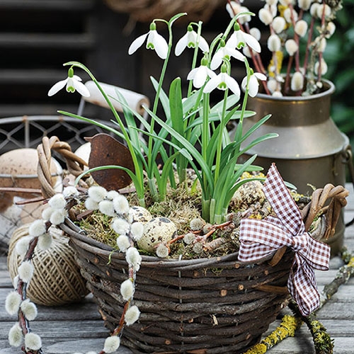 Lunch Servetten - Snowdrops In Basket Lunch Servetten - Snowdrops In Basket