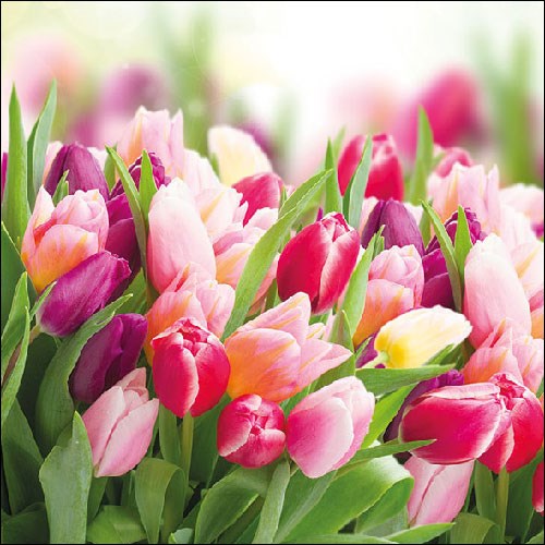 Lunch Servet per stuk - Glorious Tulips