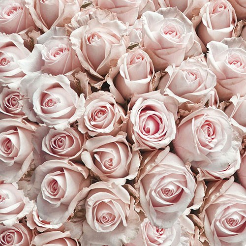 Lunch Servet per stuk - Pastel Roses